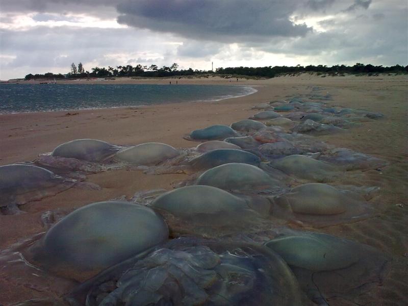 meduses oleron